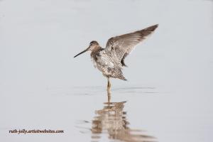 Dowitchers 